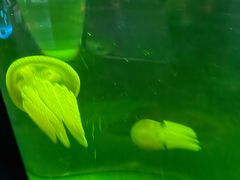 -悉尼海洋生物水族馆
