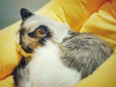 -momokira米努特·德文卷毛猫·棉花面纱犬