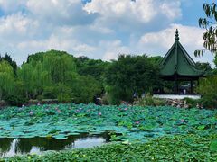 -无锡蠡湖国家湿地公园-蠡园
