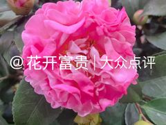 -潮汕大目牛肉火锅(皇岗旗舰店)