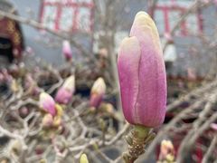 -天津大悲禅院