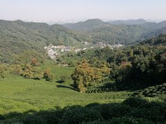 -龙井村