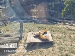 -大连森林动物园