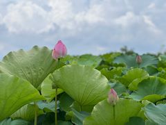 -嘉北郊野公园