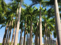 -深圳国际园林花卉博览园