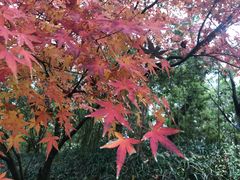 -西湖风景区-江洋畈生态公园