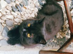 -喵屿·大理花园猫咖