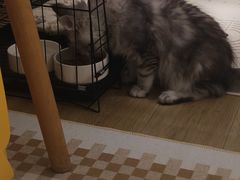 -小猫来了·猫舍(红山六九七九店)
