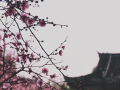 -青羊宫