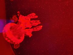 -福州罗源湾海洋世界旅游区