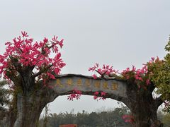 -天适樱花悠乐园