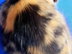 -读宠于你·约克夏比熊·睫角守宫·爬宠售卖(高新店)