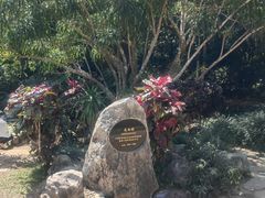 -中国科学院西双版纳热带植物园