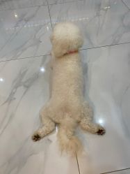 -Moni星球萌宠·小马宝莉·灵蛇·高端高阶全萌宠互动体验俱乐部(红豆国际广场店)