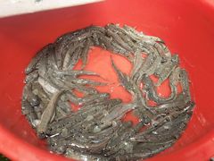 跳跳鱼-老地方海鲜餐厅