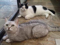-猫咪博物馆(顶澳仔猫街店)