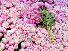 -循礼门鲜花花市(武汉循礼门店)