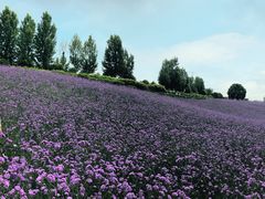 -紫颐香薰山谷景区