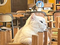 -猫猫幼稚园·撸猫·桌游·电玩