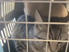 -艾吉宠物医院·疑难杂症转诊中心·猫友好(碧江路院)