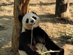 -西霞口神雕山野生动物世界