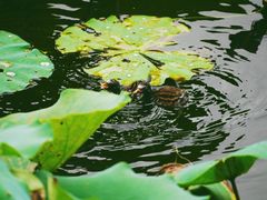 -荔湾湖公园