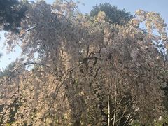 -西安青龙寺遗址景区