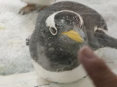 -大连圣亚海洋世界