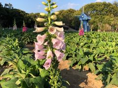 -广州市流溪河国家森林公园