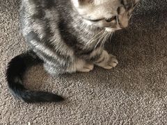 -艾贝尔宠物医院·24H转诊中心·肿瘤猫专科(江宁双龙店)