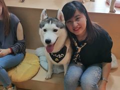 -Husky Go! 哈士奇体验馆·宠物咖啡厅狗咖