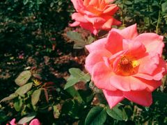 -人民公园(罗湖区)