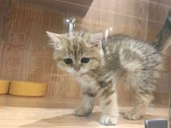 -老吴的猫·猫舍(新区店)