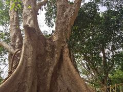 -中国科学院西双版纳热带植物园