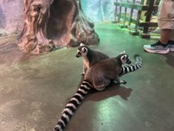 -Zoolung Zoolung动物主题公园(海信广场店)