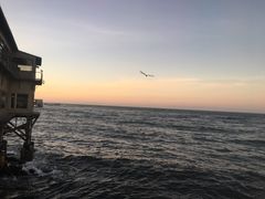 -Fish Hopper