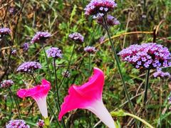 -紫海香堤香草艺术庄园