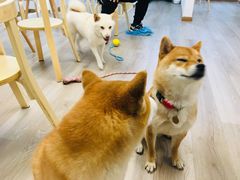 -柴迷FANS CLUB·柴犬狗咖·猫咖