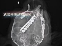 -伟伟宠物医院·CT影像中心·瑞派犬猫综合性门诊(汉口总院)