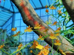 -东莞植物园