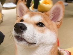 -逗柴咖啡屋·狗咖猫咖宠物桌游