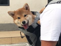 -宠物之家Pets Home 宠物寄养酒店