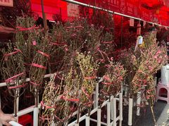 -越秀西湖花市(广州城市广场花卉店)