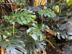 -Fern Forest Cafe