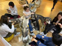 -Husky Go! 哈士奇体验馆·宠物咖啡厅狗咖