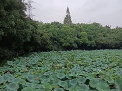 -八卦田遗址公园