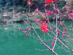 -靖西鹅泉风景区