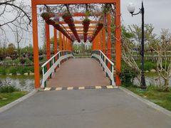 -荷兰花海
