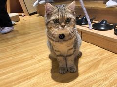 -啵啵喵·猫咖(攀华国际店)