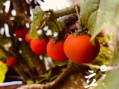 -军营村